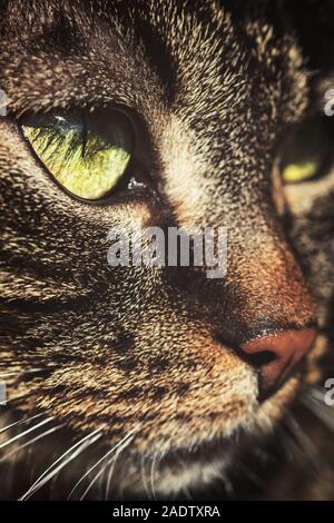 Macro Ritratto di un simpatico gatto domestico, European Shorthair con tabby faccia Foto Stock