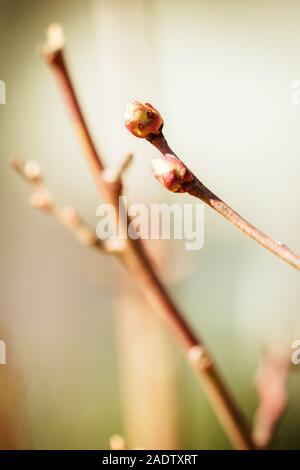 Le gemme e la filiale di una giovane pianta di mirtillo, Vaccinium corymbosum con unsharp sfondo Foto Stock