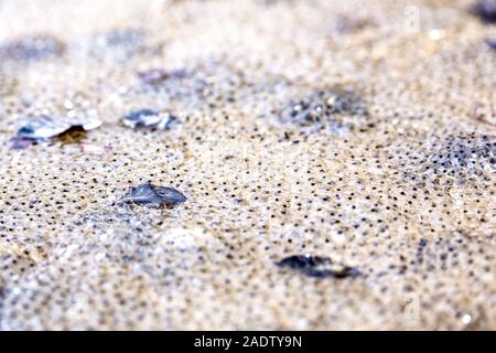 Partite di uova di Rana in un marrone stagno selvatico, sfondo biologico Foto Stock