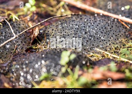 Molti frog spawn in un terreno fangoso, pericolo per essiccazione o disidratazione Foto Stock