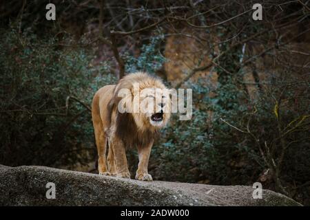 Un maschio adulto lion esprime l aggressione, ringhia mostrando i denti su una pietra nel giardino zoologico di Basilea in Svizzera in inverno a nuvoloso meteo Foto Stock