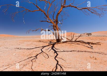 Dead Tree at Dune 45, vicino a Sesriem, deserto del Namib, Parco Nazionale Namib-Naukluft, Namibia, Africa del Sud, Africa Foto Stock