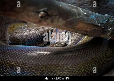 Python birmano, Snake, dormire, close up Foto Stock