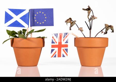 Vaso di fiori con diverse bandiere, concetto impatti dell'brexit per la Scozia, Gran Bretagna ed Europa o UE Foto Stock