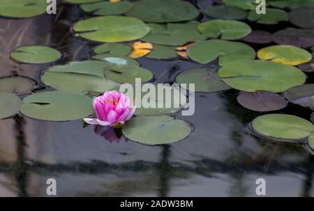 Rosa in fiore di lotus sulla superficie dell'acqua Foto Stock