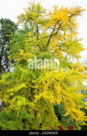 Una matura Gingko tree in un giardino inglese che mostra la transizione da verde a giallo le foglie in autunno Foto Stock