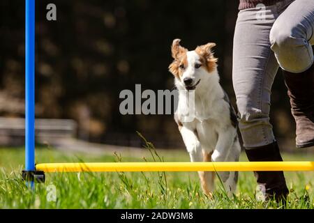 La donna e il cucciolo di cane saltando un ostacolo, agilità cane sport con un ostacolo, copyspace Foto Stock