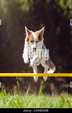 Carino lacunose cane saltando un ostacolo, agilità del cane di formazione sportiva, copyspace Foto Stock