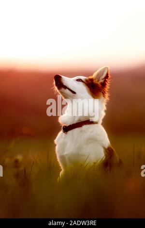 Carino spotted dog sitter su un prato, Crepuscolo o Alba sfondo, copyspace Foto Stock