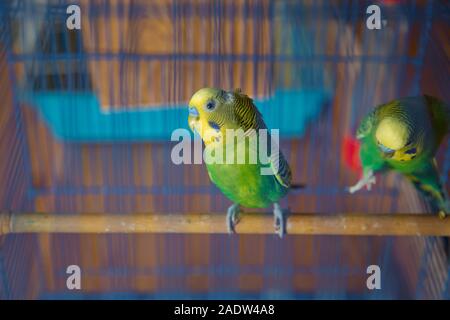 Parrocchetti . Verde pappagallo ondulato si siede in una gabbia . Rosy di fronte Lovebird parrot in una gabbia . uccelli inseparabili . Budgerigar sulla gabbia. Budgie parrocchetto in Foto Stock