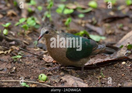 Comune colomba di smeraldo, Chalcophaps indica, India Foto Stock