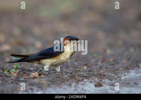 Red rumped Swallow, Cecropis daurica, India Foto Stock