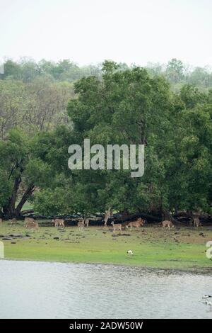 Allevamento di spotted deer pascolo, India Foto Stock