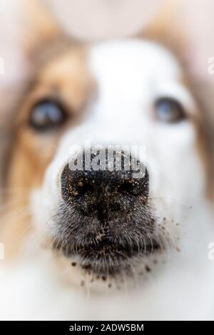 Ritratto di un giovane spotted dog con sporco naso con suolo, macro shot con la visualizzazione della telecamera Foto Stock