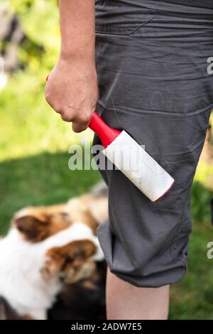 Donna adulta è usando un rullo di lanugine per rimuovere i peli dal suo grazioso cucciolo di cane dal suo pantaloni Foto Stock