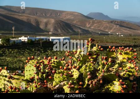 Prodotti commestibili Opuntia cactus "Ficodindia' (Opuntia ficus-indica) comune nel paesaggio volcaninc dell'isola di Lanzarote. Foto Stock