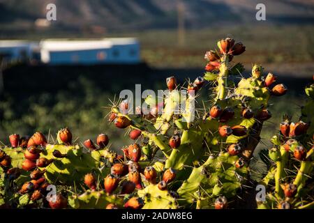 Prodotti commestibili Opuntia cactus "Ficodindia' (Opuntia ficus-indica) comune nel paesaggio volcaninc dell'isola di Lanzarote. Foto Stock