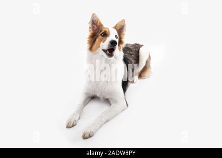 Cagnaccio grazioso cucciolo di cane è sdraiato sul pavimento, sfondo bianco Foto Stock