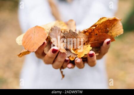 Close up, Donna mani di colore arancione lascia al parco nella stagione autunnale . Foto Stock