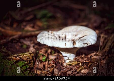 Wild Clitocybe sul fogliame terreno forestale, imbuto funghi che crescono fino Foto Stock