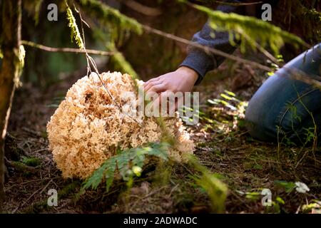 Big Sparassis Crispa sul suolo della foresta, la donna è alla ricerca di funghi Foto Stock