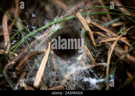 Closeup, imbuto spider web nido sul terreno di una foresta, ragnatela di un Agelenidae Foto Stock