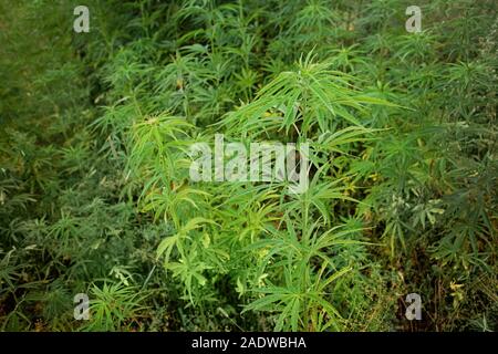 Piante di Cannabis coltivazione outdoor con boccioli di Marijuana Foto Stock