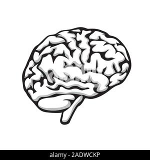 Cervello umano su un isolato bianco sullo sfondo. Immagine vettoriale Illustrazione Vettoriale