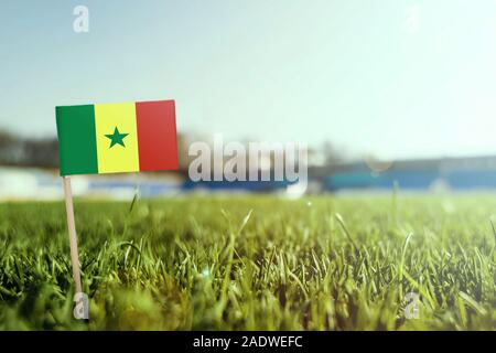 Stick miniaturizzato Senegal bandiera su erba verde, vicino campo di sole. Lo sfondo dello stadio, copia spazio per il testo. Foto Stock