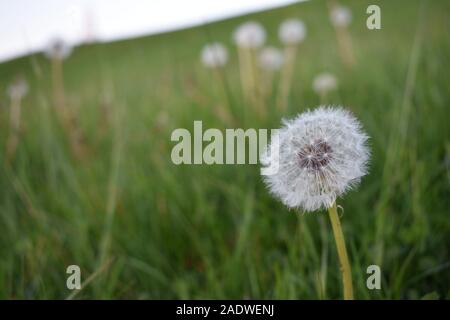 White tarassaco seme head concentrata tra gli altri fiori e l'erba Foto Stock