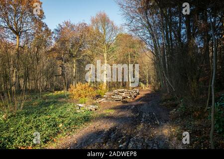 Pile di log come parte della gestione forestale e apertura di nuovi percorsi a Thorndon Park a Brentwood in Essex. Foto Stock