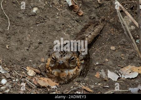 Rosticchiando Nightjar rosso collo, Caprimulgus ruficollis, Andalusia, Spagna Foto Stock