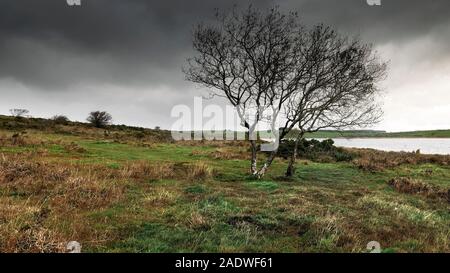 Panoramica di immagini di alberi che crescono in prossimità di un ventoso Colliford lago a Bodmin Moor in Cornovaglia. Foto Stock