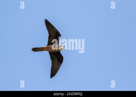 Falcon di Eleonora, Falco eleonorae, Maiorca, Spagna Foto Stock