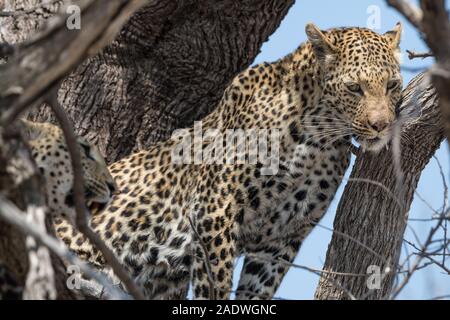 Due femmina leopardi (panthera pardus) nella struttura ad albero in NP MOREMI Khwai (), Botswana Foto Stock