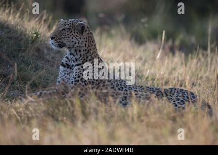 Leopard (panthera pardus) a termite mound in NP MOREMI Khwai (area), Botswana Foto Stock