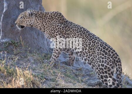 Leopard (panthera pardus) a termite mound in NP MOREMI Khwai (area), Botswana Foto Stock