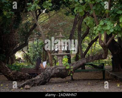 alberi nel giardino di un'università in città Di Fortaleza Ceará Brasile Foto Stock
