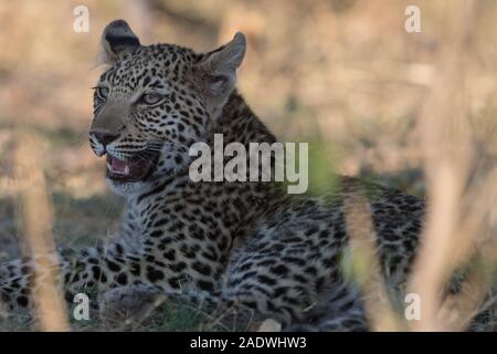 Baby leopard (panthera pardus) in appoggio sotto il grande albero di salsiccia in Moremi NP (4a ponte), Botswana Foto Stock