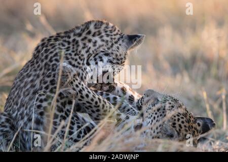 Leopard (panthera pardus) con giovani cub in Moremi NP (4a ponte), Botswana Foto Stock