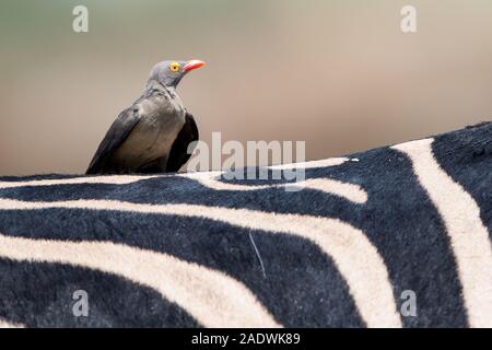 Giallo fatturati oxpecker seduto sul retro della zebra in NP MOREMI Khwai (), Botswana Foto Stock