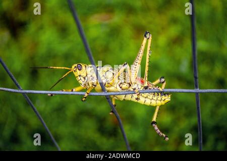 Gomma orientale grasshopper. Florida gomma. Everglades. Serbatoio luminoso in giallo e rosso con gocce di abbagliamento. Gelbe Heuschrecke. Grashüpfer nah. Griglia. Foto Stock