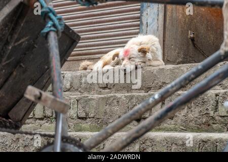 Cane per le strade di Kathmandu con bindin sulla testa durante il diwali Foto Stock