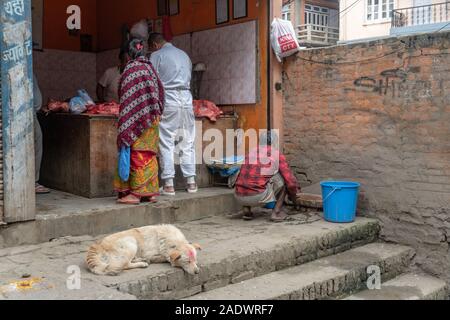 Cane per le strade di Kathmandu con bindin sulla testa durante il diwali Foto Stock