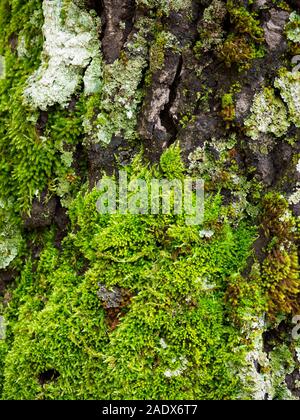 Moss su un tronco di albero Foto Stock