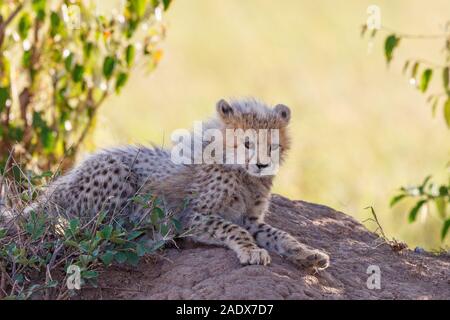 Cheetah cub giacenti e riposa all'ombra delle boccole Foto Stock