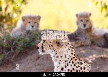 Vigili Cheetah con i suoi cuccioli in ombra Foto Stock