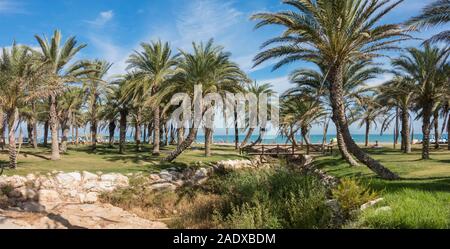 Il Palm Grove lungo la spiaggia a La Carihuela beach, Torremolinos, Andalusia. Foto Stock