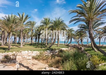 Il Palm Grove lungo la spiaggia a La Carihuela beach, Torremolinos, Andalusia. Foto Stock