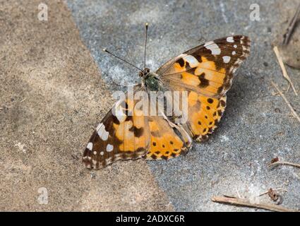 Donna dipinta, farfalla, vanesa Cardui, crogiolarsi al sole. Andalusia, Spagna, Foto Stock